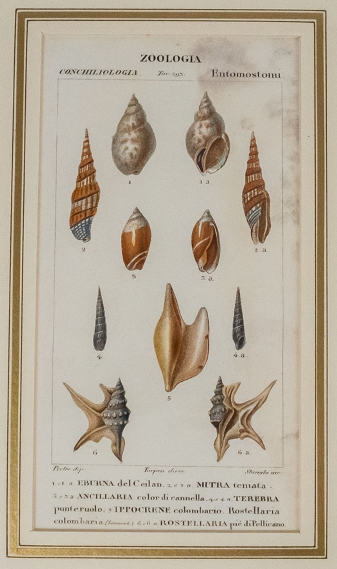 Konvolut von 6 Stichen "Zoologia Muscheln" - Image 6 of 8