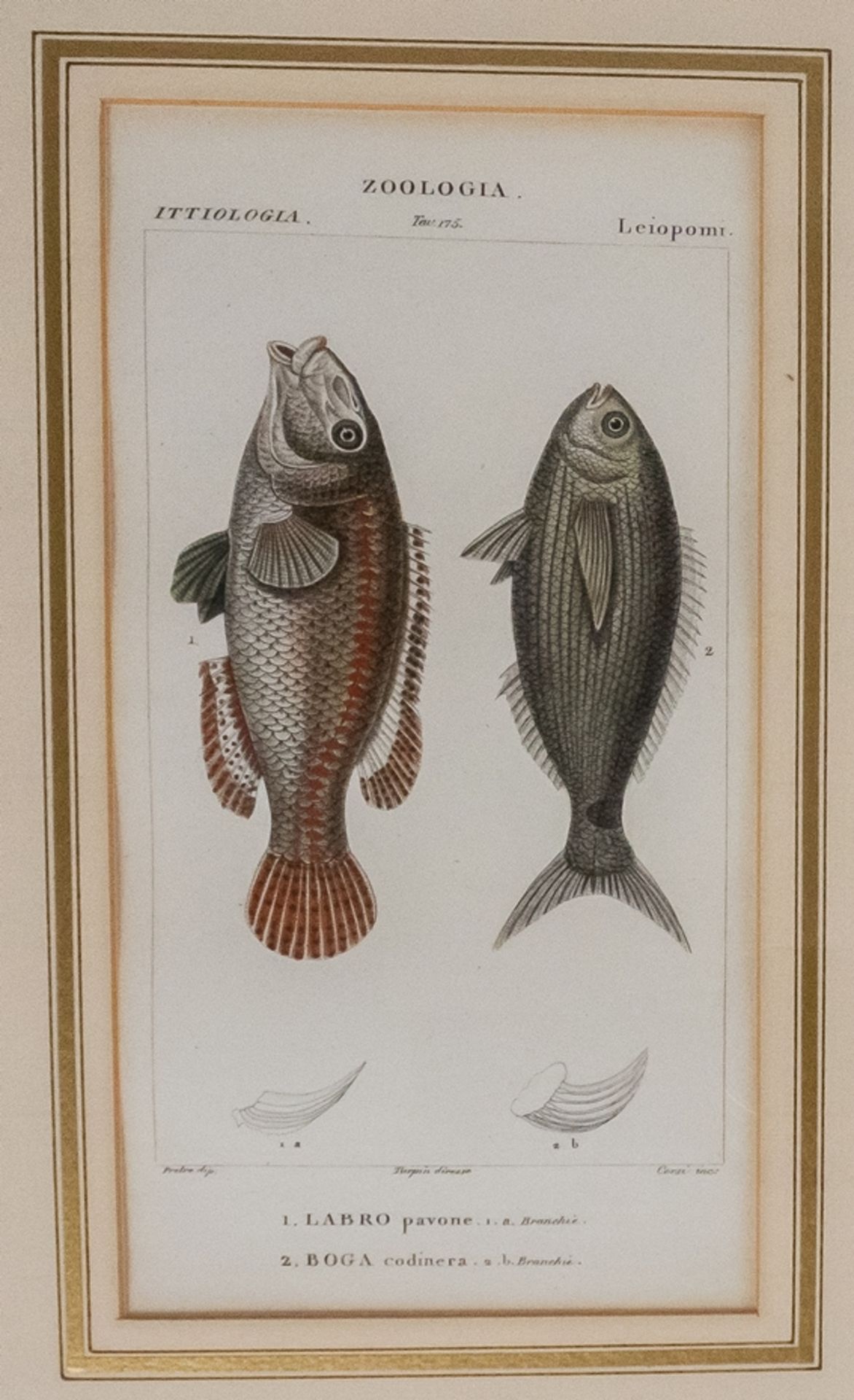 Konvolut von 6 Stichen "Zoologia Fische" - Image 6 of 8