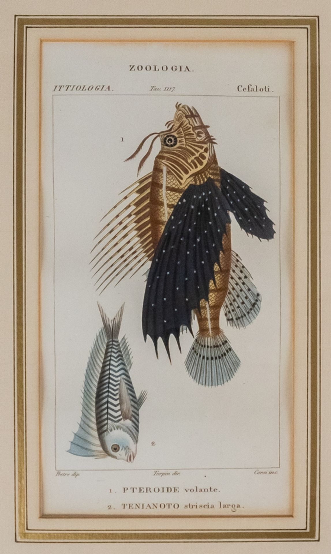 Konvolut von 6 Stichen "Zoologia Fische" - Image 8 of 8