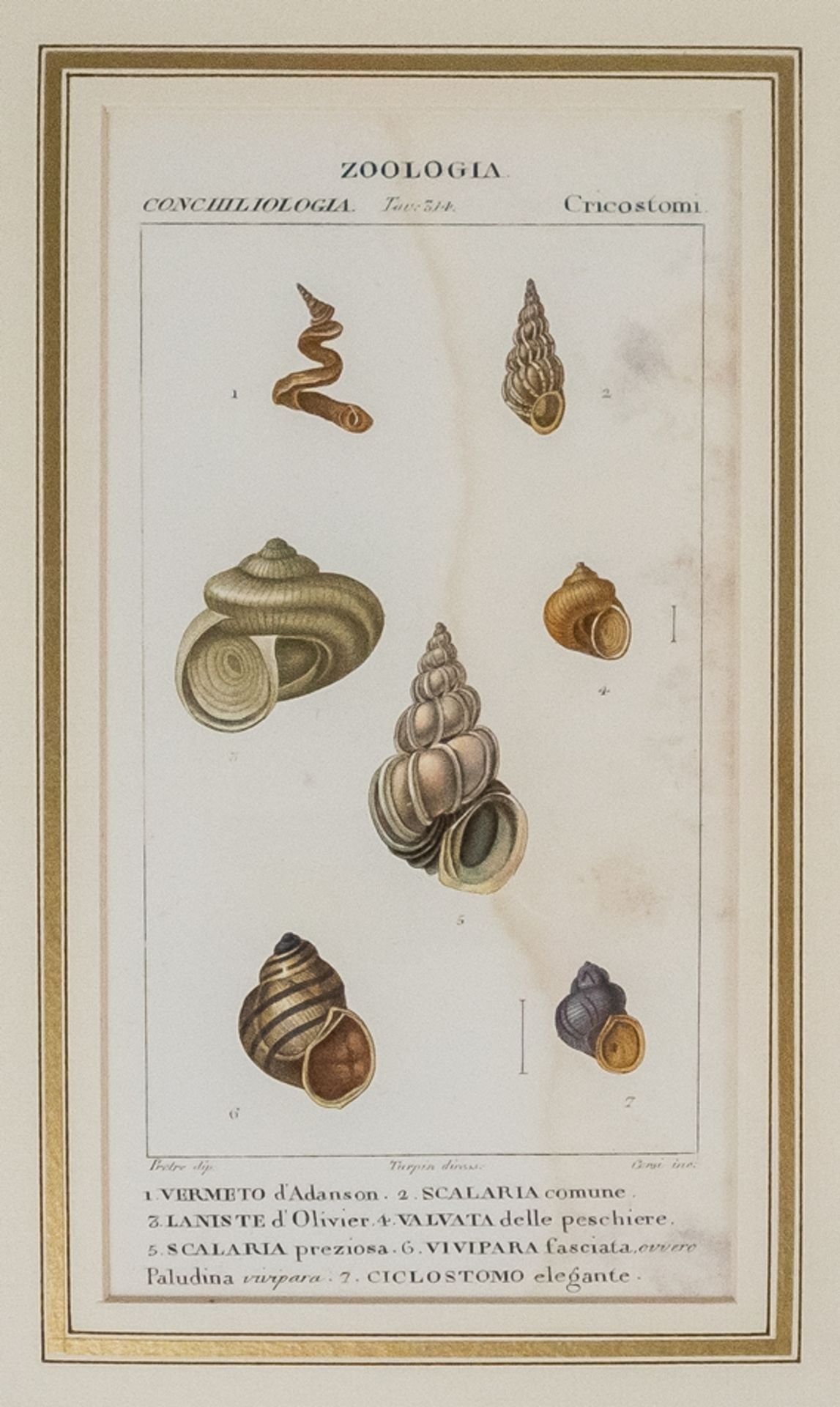 Konvolut von 6 Stichen "Zoologia Muscheln" - Image 3 of 8