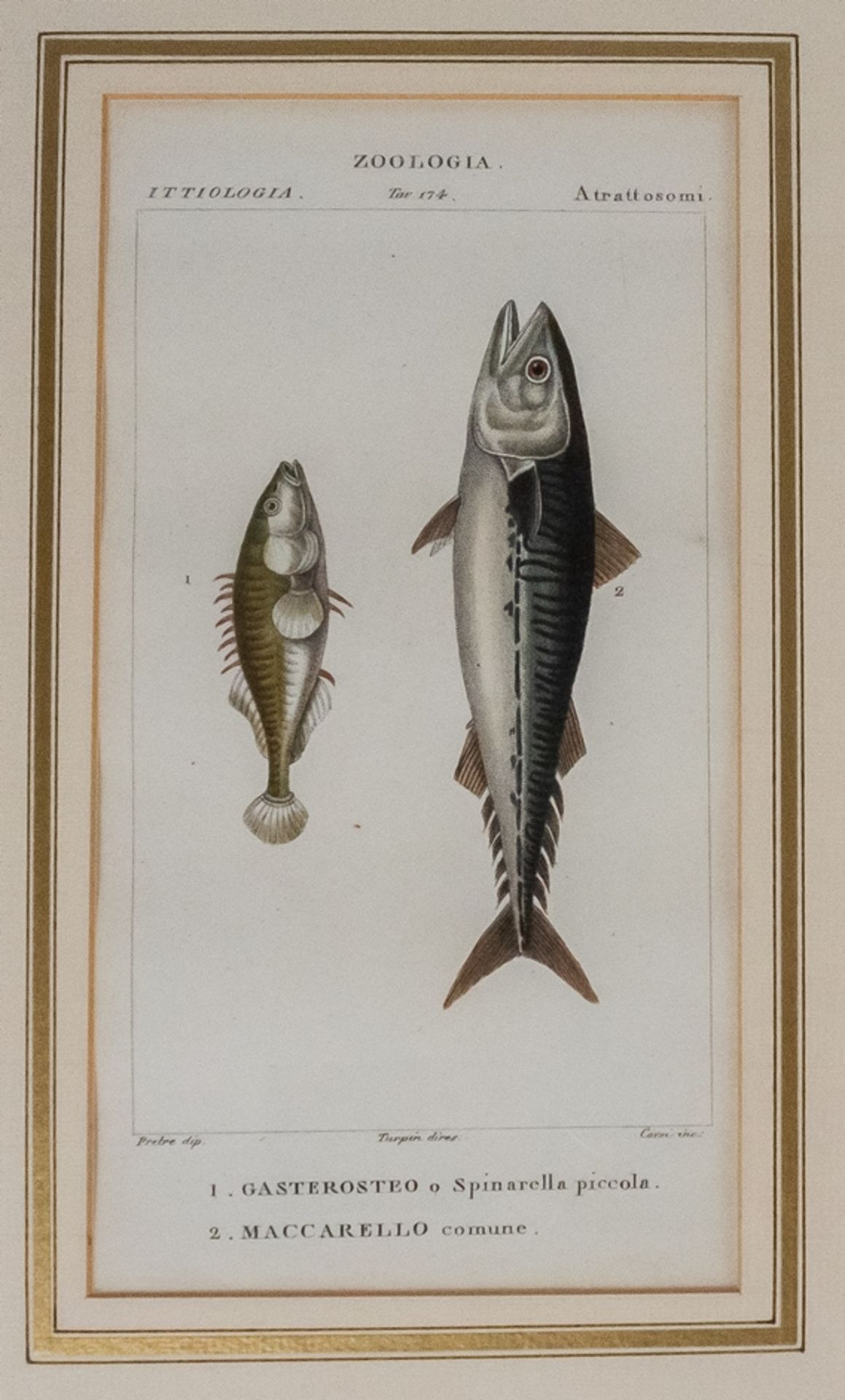 Konvolut von 6 Stichen "Zoologia Fische" - Image 5 of 8