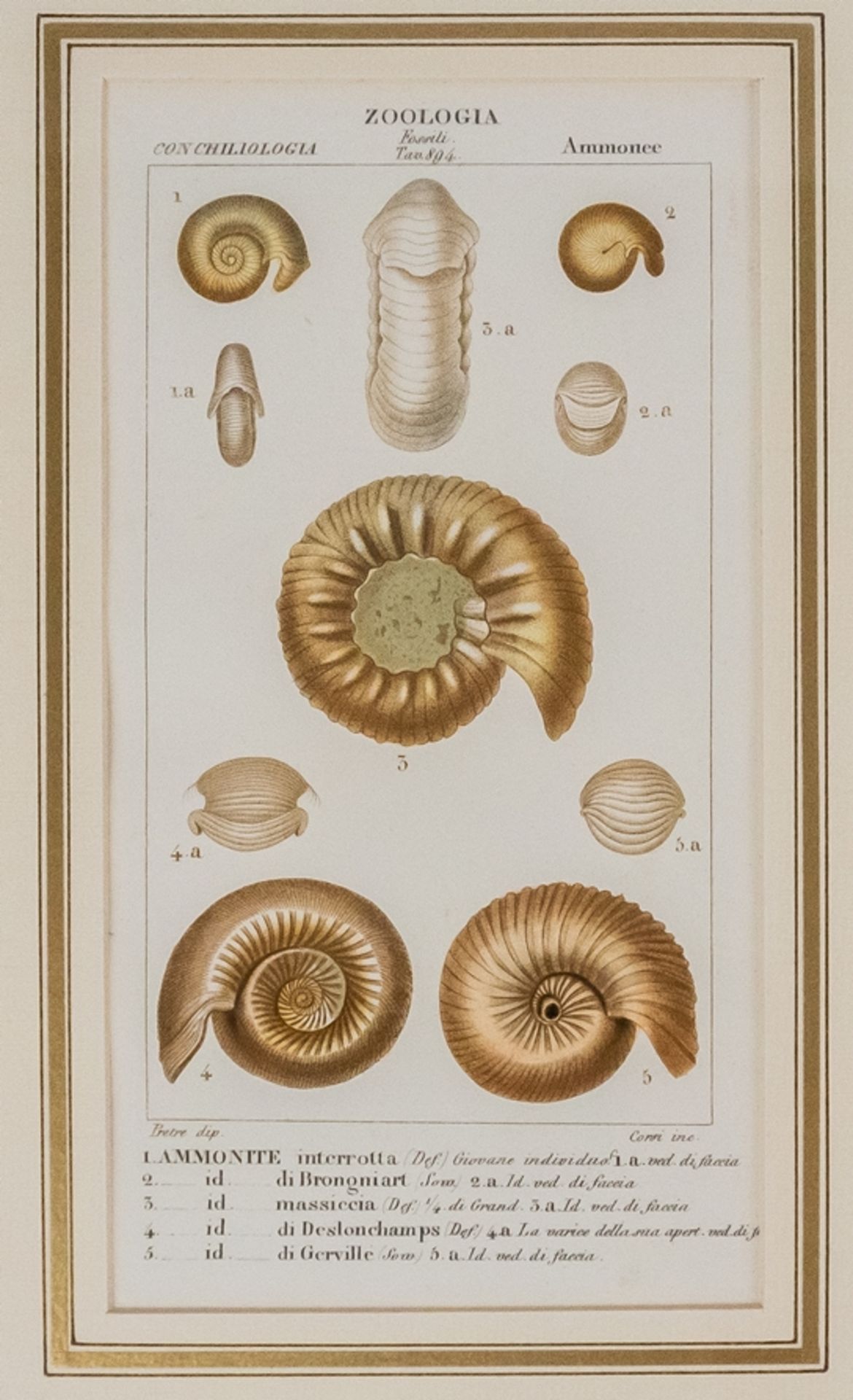 Konvolut von 6 Stichen "Zoologia Muscheln" - Image 7 of 8