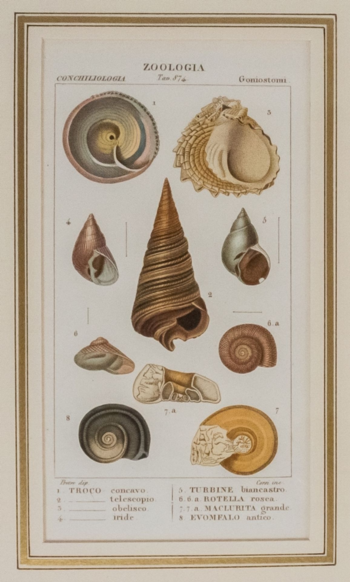 Konvolut von 6 Stichen "Zoologia Muscheln" - Image 4 of 8