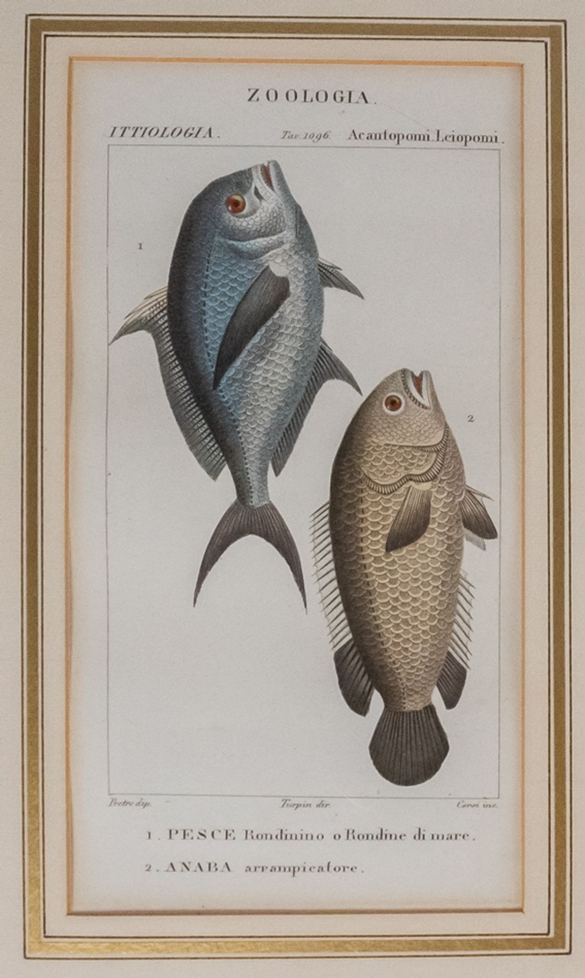 Konvolut von 6 Stichen "Zoologia Fische" - Image 4 of 8