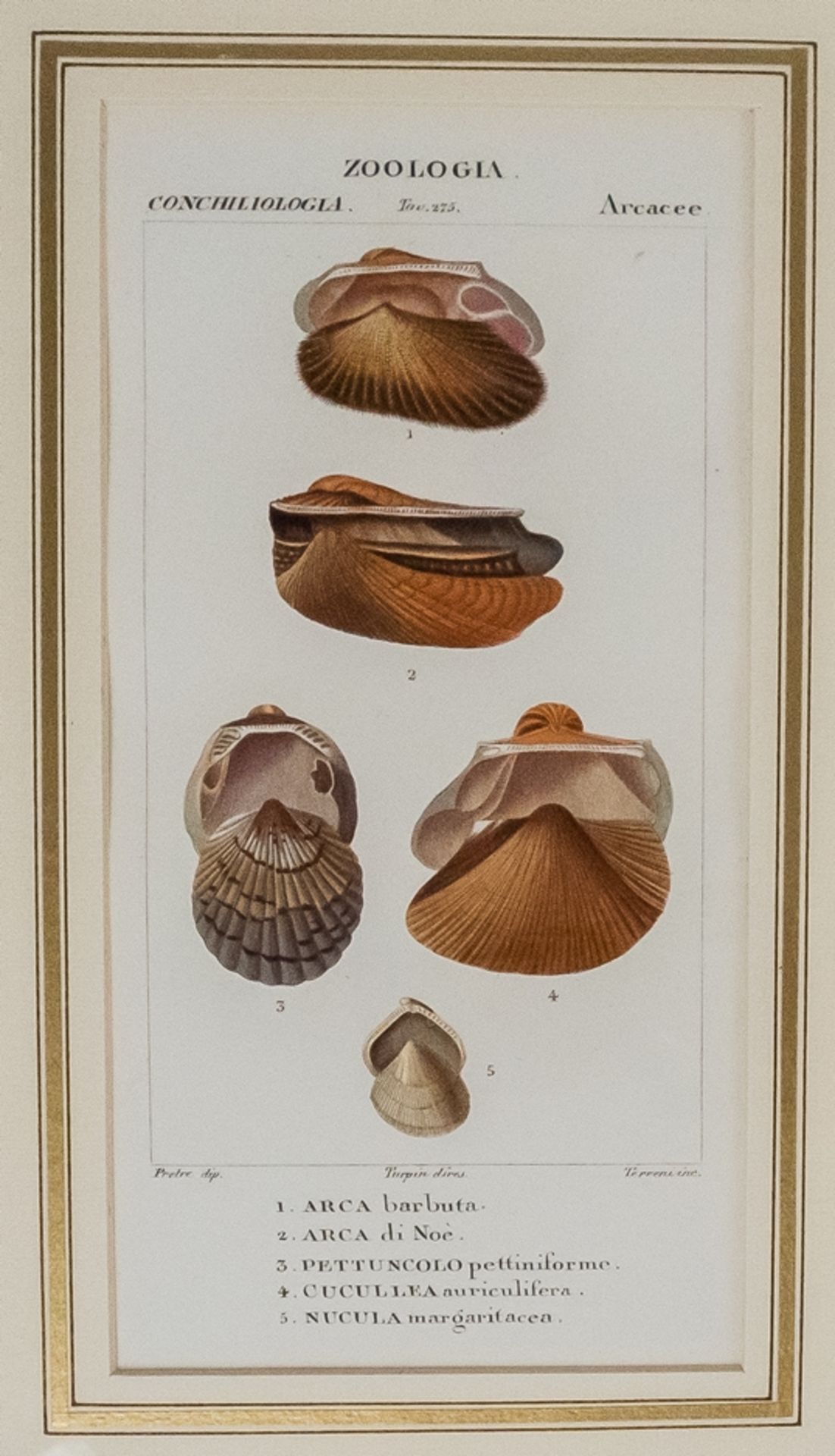 Konvolut von 6 Stichen "Zoologia Muscheln" - Image 5 of 8