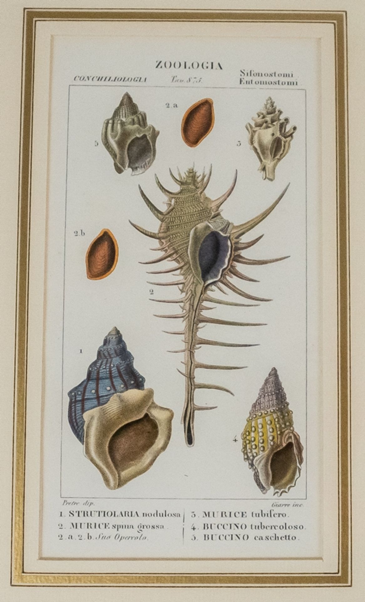 Konvolut von 6 Stichen "Zoologia Muscheln" - Image 7 of 8