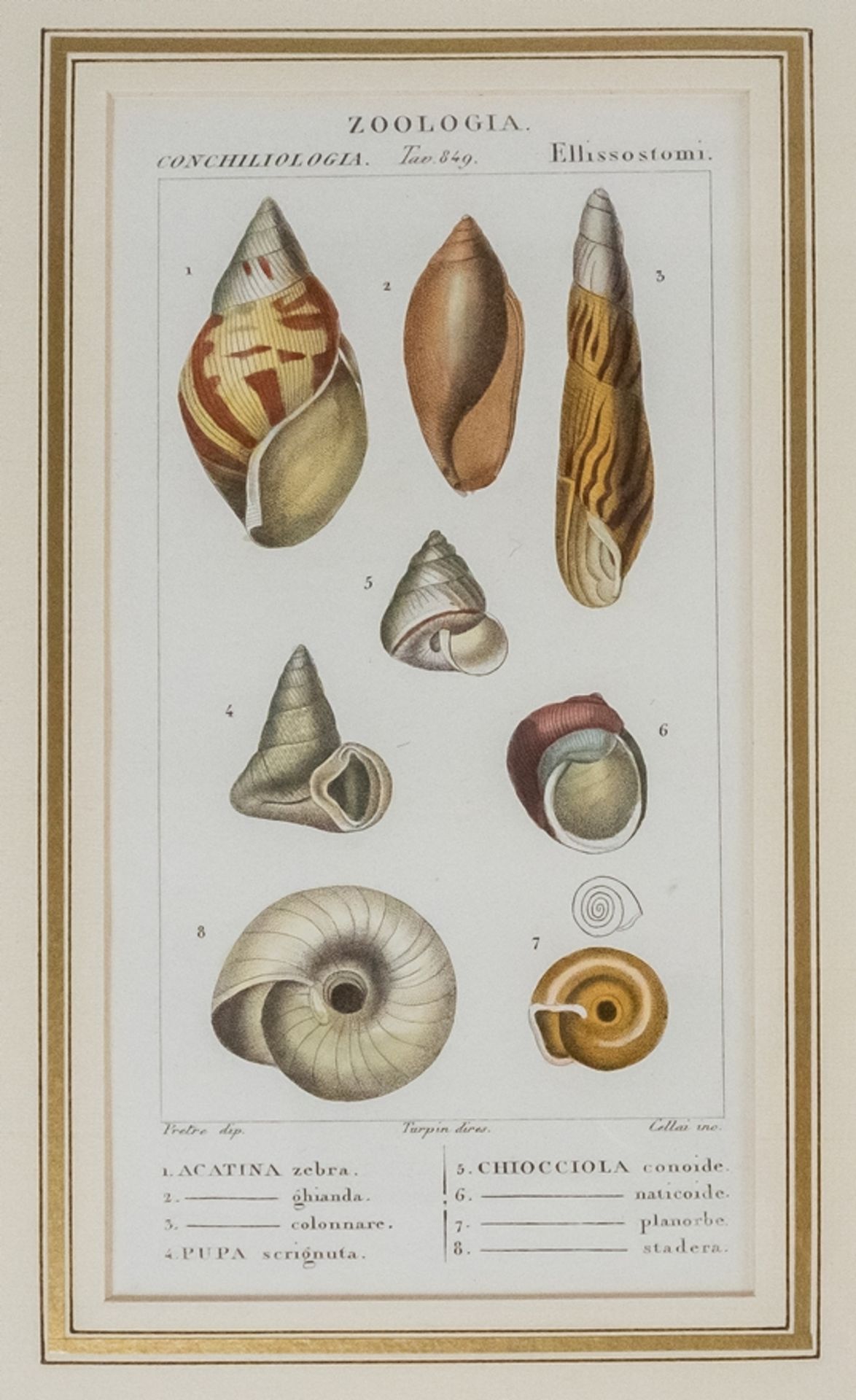 Konvolut von 6 Stichen "Zoologia Muscheln" - Bild 3 aus 8