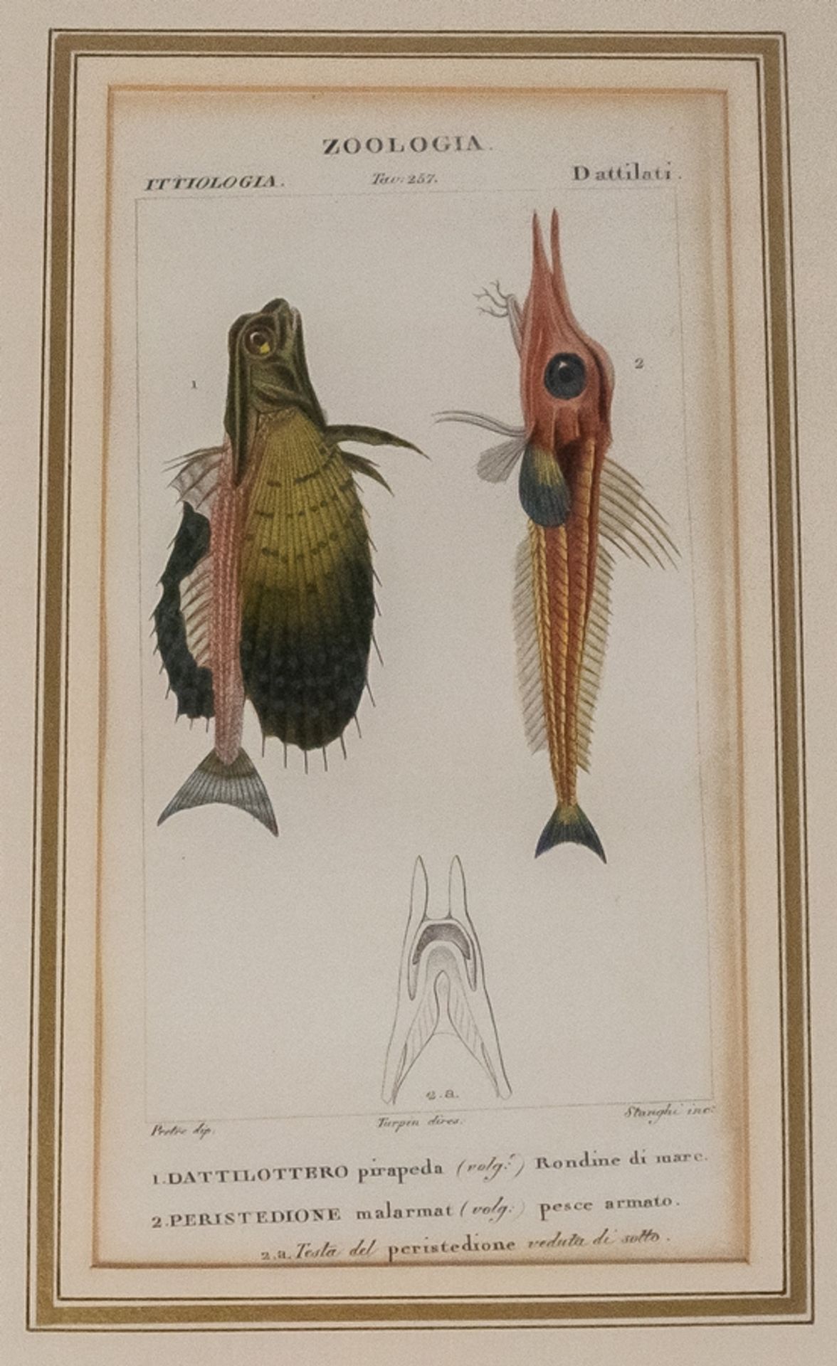 Konvolut von 6 Stichen "Zoologia Fische" - Image 3 of 8