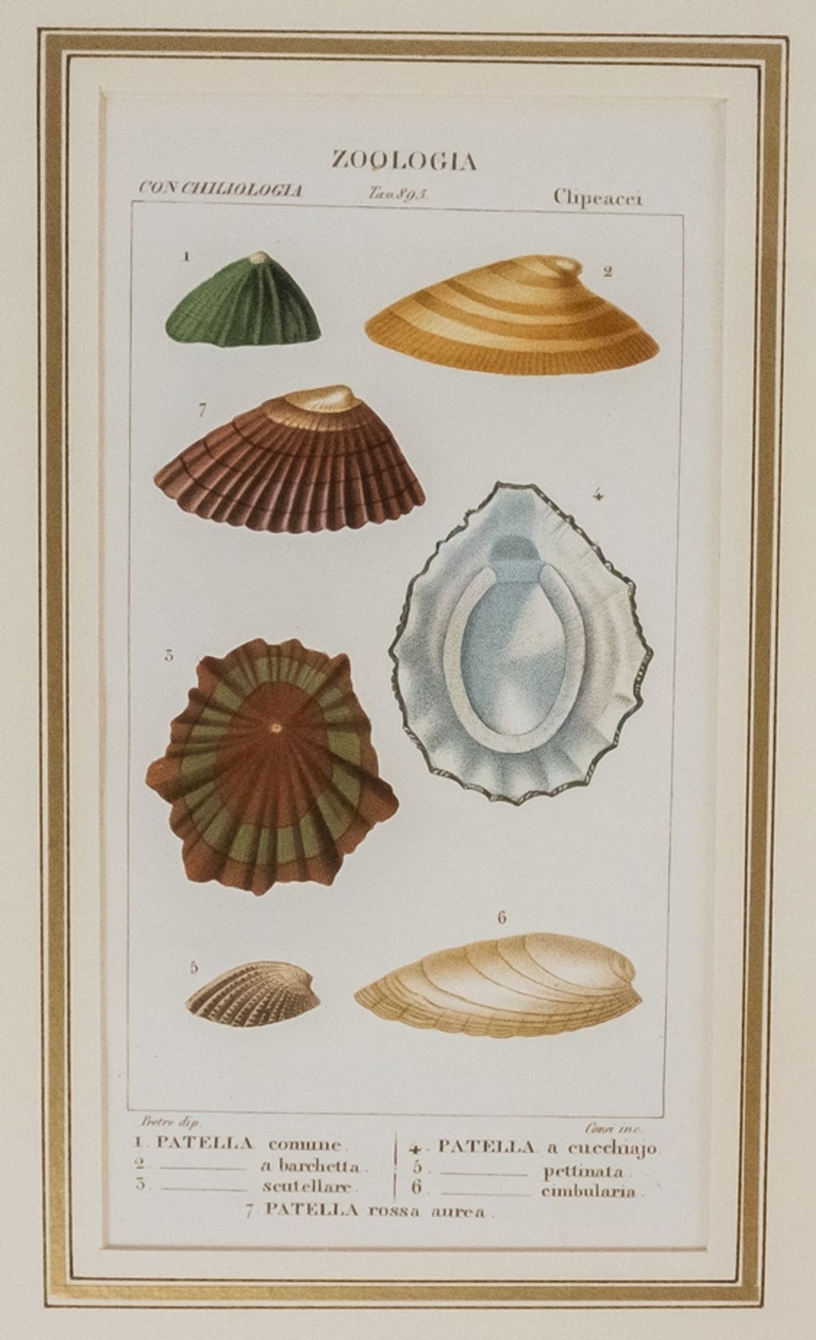 Konvolut von 6 Stichen "Zoologia Muscheln" - Bild 5 aus 8