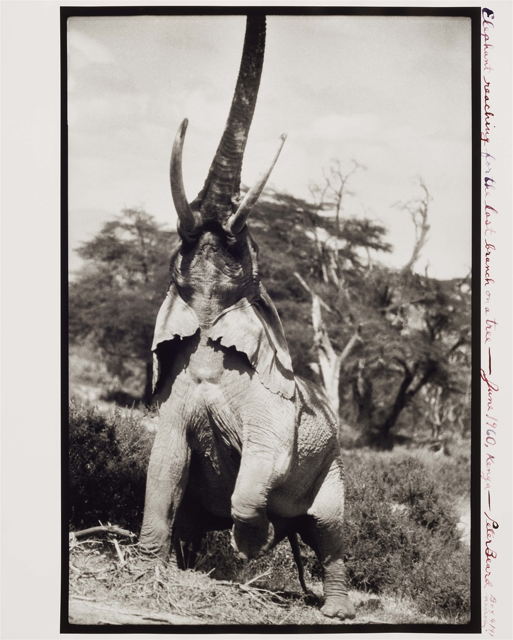 Peter Beard, Elephant reaching for the last Branch on a Tree, Kenya (R)