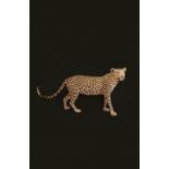 LEOPARD « PANTHERA PARDUS » TAXIDERMY