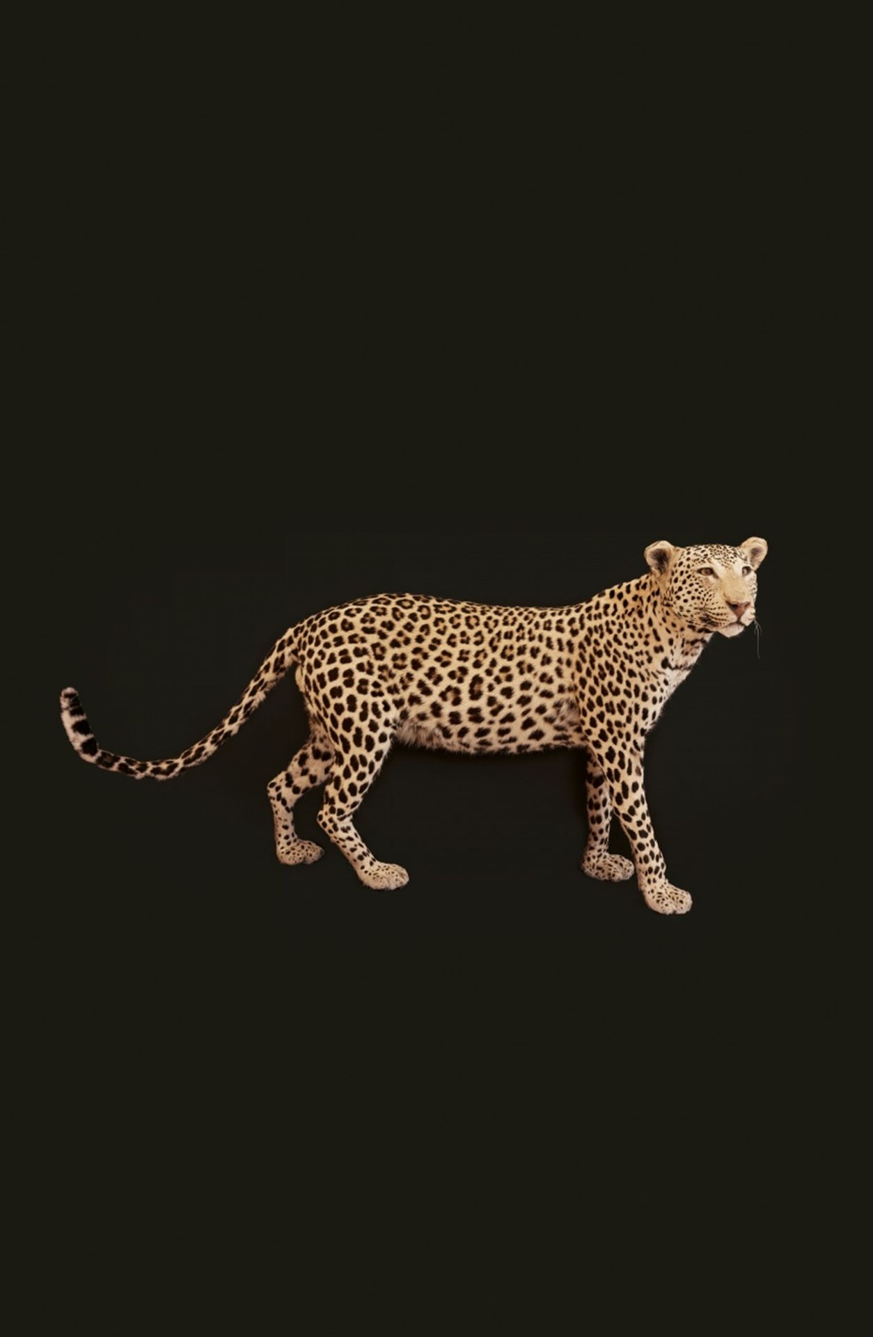 LEOPARD « PANTHERA PARDUS » TAXIDERMY