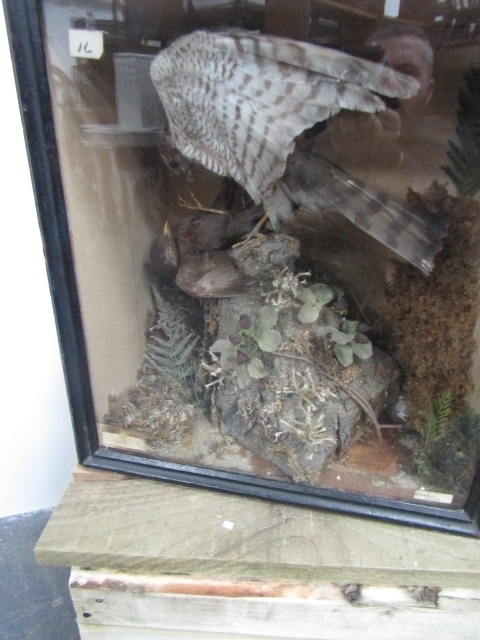 Victorian taxidermy case Sparrow Hawk - Image 3 of 4