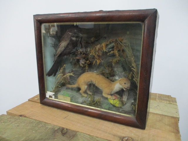 Victorian cased taxidermy Starling & Stoat H:22cm W:38cm D:14cm