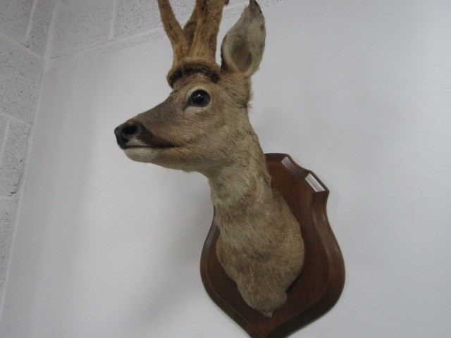 Taxidermy Doe / Deer mounted on shield - Image 2 of 4