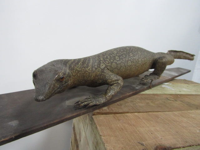 Victorian taxidermy lizard 92cm long - Image 5 of 5