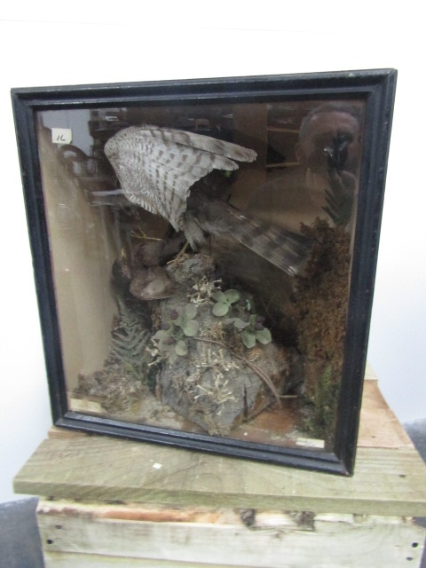 Victorian taxidermy case Sparrow Hawk