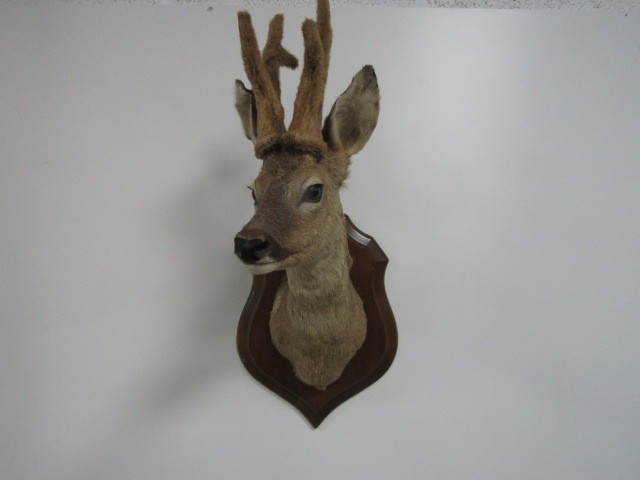 Taxidermy Doe / Deer mounted on shield