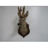 Taxidermy Doe / Deer mounted on shield