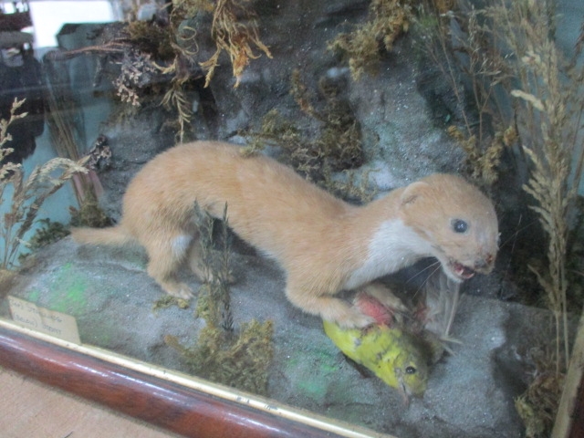 Victorian cased taxidermy Starling & Stoat H:22cm W:38cm D:14cm - Image 2 of 5