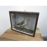 Victorian taxidermy Greenshank bird in case 31cm x39cm x 12cm