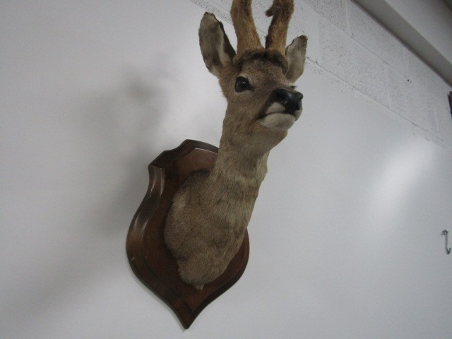 Taxidermy Doe / Deer mounted on shield - Image 3 of 4