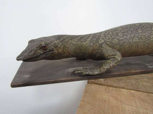 Victorian taxidermy lizard 92cm long - Image 2 of 5