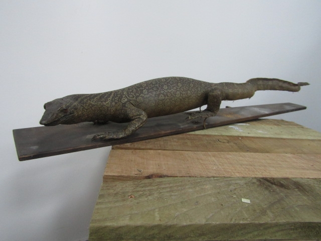 Victorian taxidermy lizard 92cm long