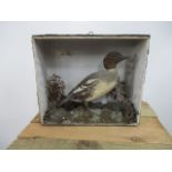 Victorian cased taxidermy case 23 missing glass L40cm W16cm H35cm