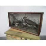 Victorian cased taxidermy Pair of Lapwings L:61cm W:18cm H:32cm