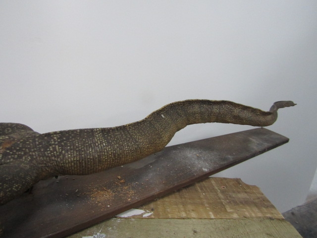 Victorian taxidermy lizard 92cm long - Image 4 of 5