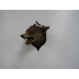 Antique taxidermy Fox mask mounted on shield by H Murray & Son Cornforth