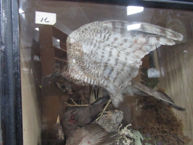 Victorian taxidermy case Sparrow Hawk - Image 2 of 4