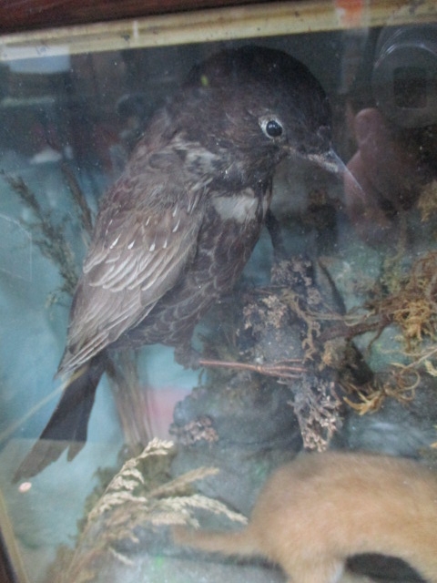 Victorian cased taxidermy Starling & Stoat H:22cm W:38cm D:14cm - Image 4 of 5