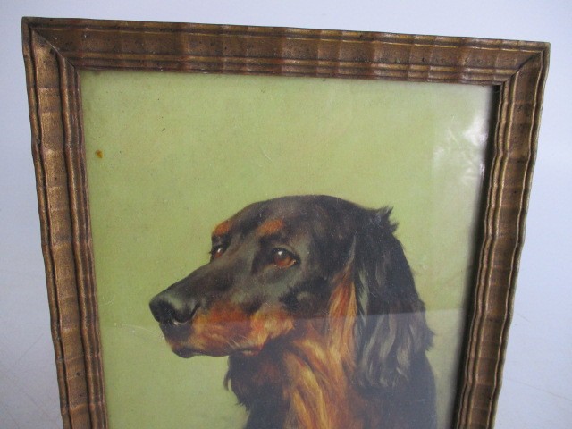 Vintage print of Gordon setter dog. - Image 2 of 4