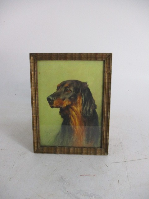 Vintage print of Gordon setter dog.