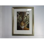 Pip McGarry limited edition Eye Of The Tiger print 136/195 96cm x 71cm