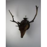 Vintage taxidermy deer / stag mounted head