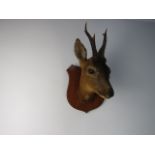 Vintage taxidermy deer / doe mounted head