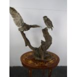 Antique pair of mounted taxidermy little owls