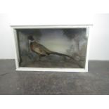 Vintage cased taxidermy pheasent 111cm x 55cm x 32cm