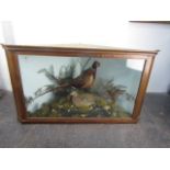 Vintage cased taxidermy pair of male and female pheasant's 133cm x 73cm x 73cm