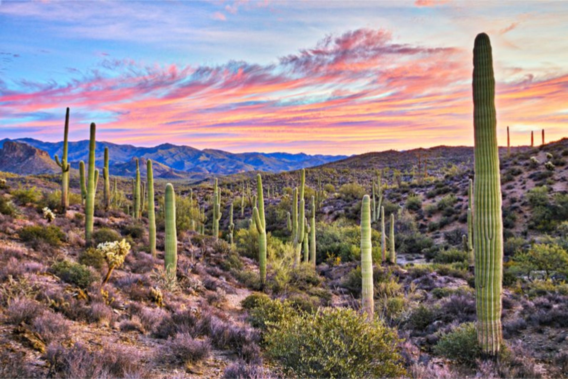 Two Adjacent Lots - A Quiet Oasis at the Edge of Historic Downtown Willcox in Cochise County