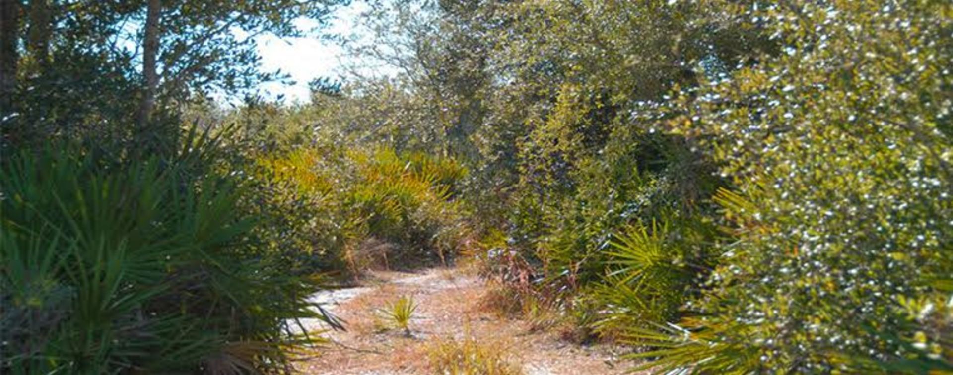 Experience Nature’s Beauty in Charlotte County, Florida! Adjacent to Lot 33!