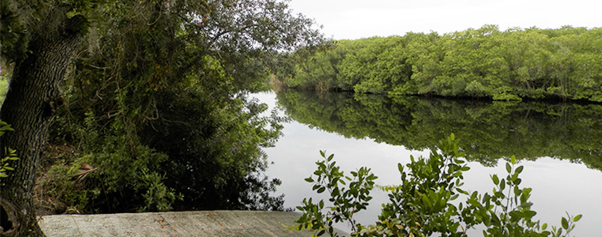 Experience the Peace River Preserve in Sunny Florida!