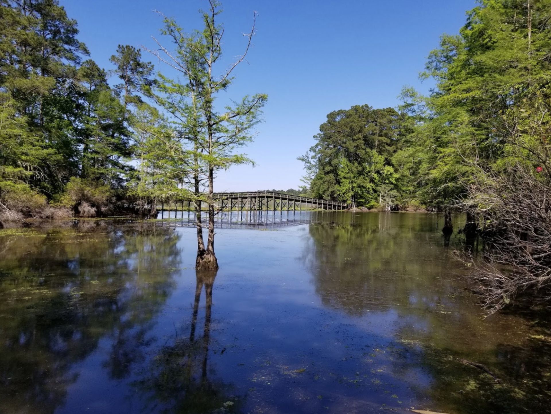 Build on Your Beautiful Lot in Texas Pineywoods!