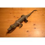Victorian taxidermy of a baby gator. In good condition for its age however there is some minor