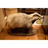20th century taxidermy model of a badger on base. In good condition apart from a small area of