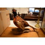 20th century good taxidermy model of a pheasant. In good condition however a couple of tail feathers