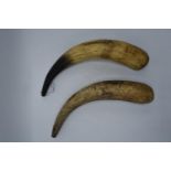 An unmounted pair of early 20th century cow horns